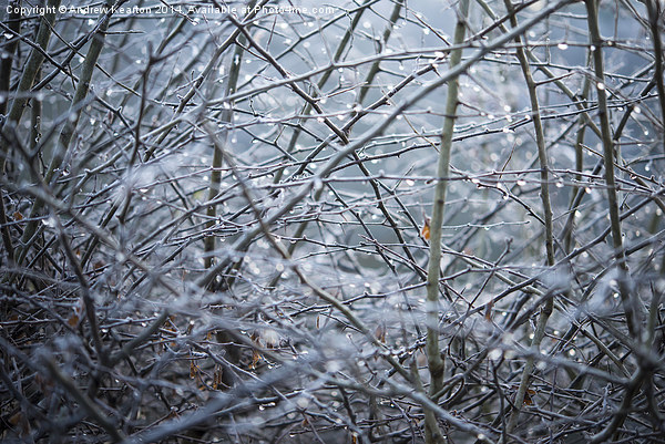  Frosty Hawthorn hedge Picture Board by Andrew Kearton