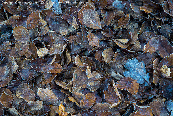  Frosty leaf abstract Picture Board by Andrew Kearton