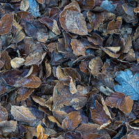Buy canvas prints of  Frosty leaf abstract by Andrew Kearton