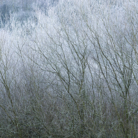 Buy canvas prints of  Frosted Willow abstract by Andrew Kearton
