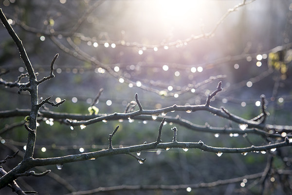  Frost and sparkly dew on Hawthorn branches Picture Board by Andrew Kearton