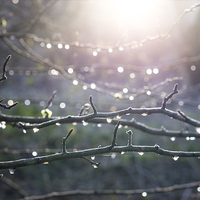 Buy canvas prints of  Frost and sparkly dew on Hawthorn branches by Andrew Kearton