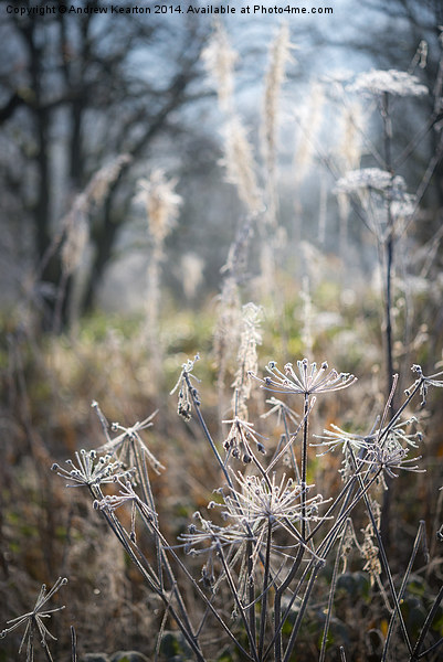  Frosted wildflower stems Picture Board by Andrew Kearton