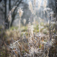 Buy canvas prints of  Frosted wildflower stems by Andrew Kearton