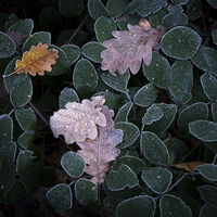 Buy canvas prints of  Frosted leaf edges by Andrew Kearton