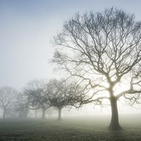 Buy canvas prints of Glowing Oak on an ethereal morning by Andrew Kearton