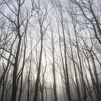 Buy canvas prints of  Glowing mist in the bare branches by Andrew Kearton