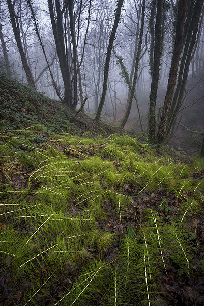  In the damp, misty woods Picture Board by Andrew Kearton