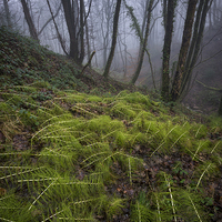 Buy canvas prints of  In the damp, misty woods by Andrew Kearton