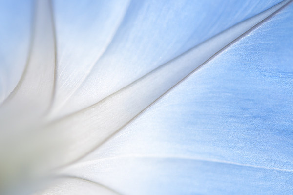 Stylish lines in a morning glory flower Picture Board by Andrew Kearton