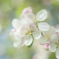 Buy canvas prints of  Light and Springy, Apple Blossom by Andrew Kearton