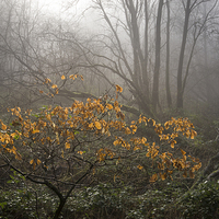 Buy canvas prints of  Winter colour in the misty wood by Andrew Kearton