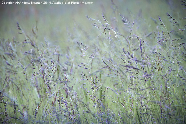  Summer meadow grasses Picture Board by Andrew Kearton