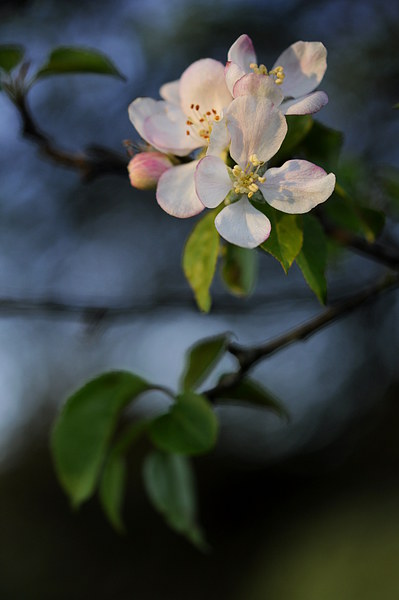  Apple blossom in spring sunlight Picture Board by Andrew Kearton