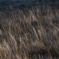 Buy canvas prints of  Moorland grass abstract by Andrew Kearton