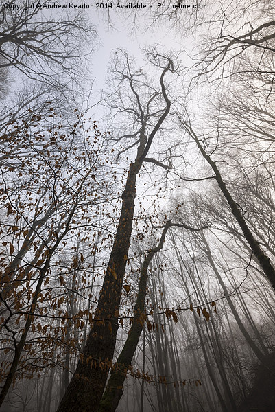  Winter woodland moods Picture Board by Andrew Kearton