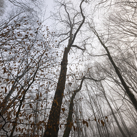 Buy canvas prints of  Winter woodland moods by Andrew Kearton