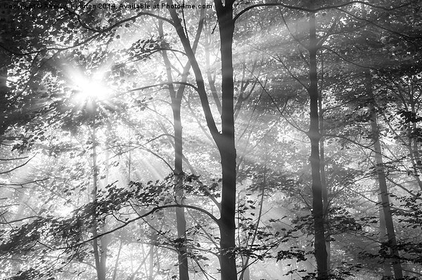  Sunbeams in the woods Picture Board by Andrew Kearton
