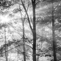 Buy canvas prints of  Sunbeams in the woods by Andrew Kearton