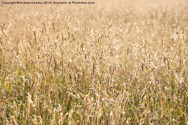 Golden meadow grasses Picture Board by Andrew Kearton
