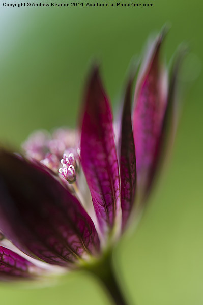  Deep red Astrantia Picture Board by Andrew Kearton