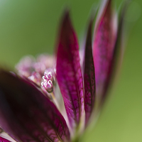 Buy canvas prints of  Deep red Astrantia by Andrew Kearton
