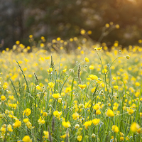 Buy canvas prints of  Buttercups on an English summer evening by Andrew Kearton
