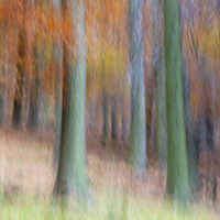 Buy canvas prints of  Autumn forest abstract by Andrew Kearton