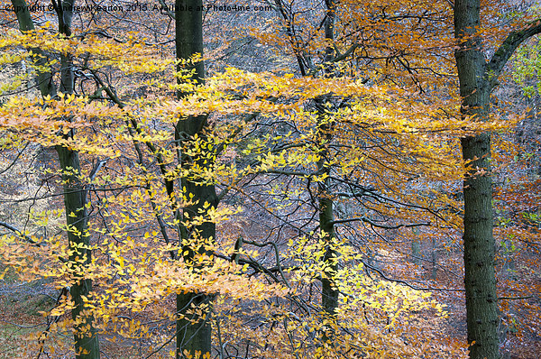  Beech boughs of golden foliage Picture Board by Andrew Kearton