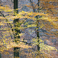 Buy canvas prints of  Beech boughs of golden foliage by Andrew Kearton