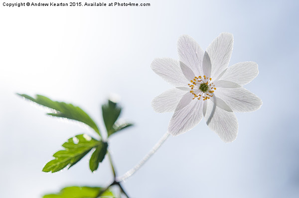  Wild Wood Anemone Picture Board by Andrew Kearton