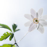 Buy canvas prints of  Wild Wood Anemone by Andrew Kearton