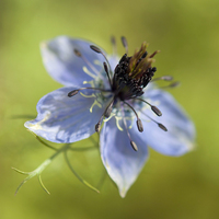 Buy canvas prints of  Pale blue, Love in a mist by Andrew Kearton