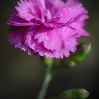 Buy canvas prints of  A pink Dianthus flower with raindrops by Andrew Kearton