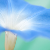 Buy canvas prints of  Blue morning glory flower by Andrew Kearton