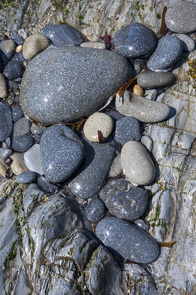  Smooth and shiny, Pebbles at Porth y Rhaw, Wales Picture Board by Andrew Kearton