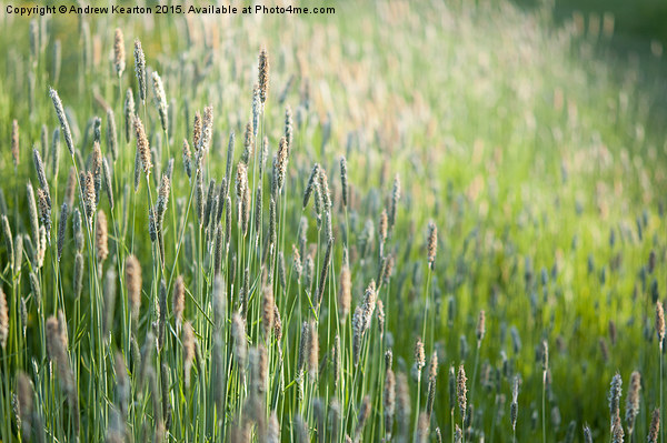  June meadow grasses Picture Board by Andrew Kearton
