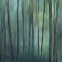 Buy canvas prints of Forest greens by Andrew Kearton