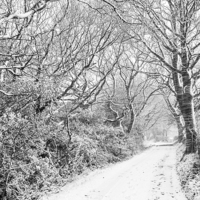 Buy canvas prints of  English country lane in a blizzard by Andrew Kearton