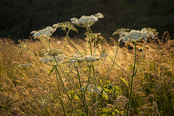  Summer wildflowers and golden grasses Picture Board by Andrew Kearton