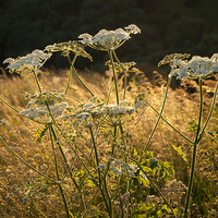 Buy canvas prints of  Summer wildflowers and golden grasses by Andrew Kearton