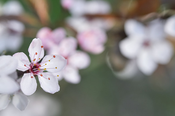  Delicate spring blossom Picture Board by Andrew Kearton
