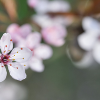 Buy canvas prints of  Delicate spring blossom by Andrew Kearton
