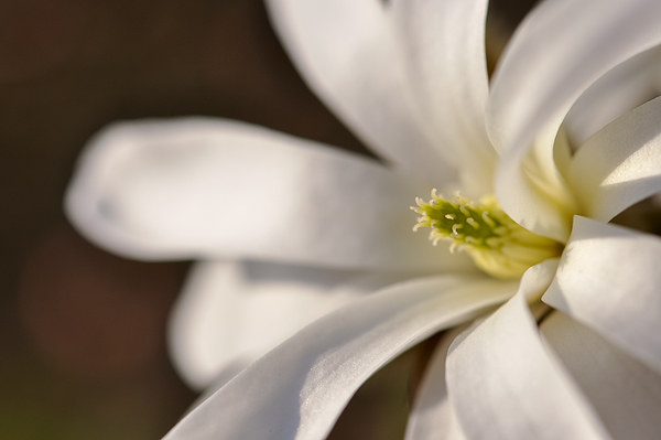  Magnolia Stellata in spring sunlight Picture Board by Andrew Kearton