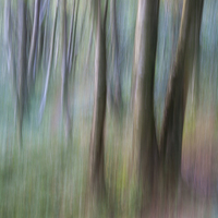 Buy canvas prints of  Colours of a Birch woodland by Andrew Kearton