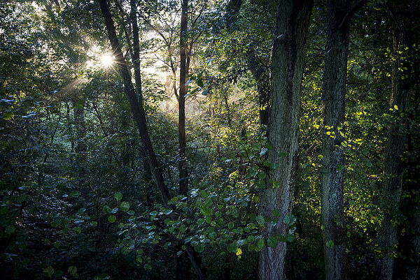  Sunlight in the green woods Picture Board by Andrew Kearton