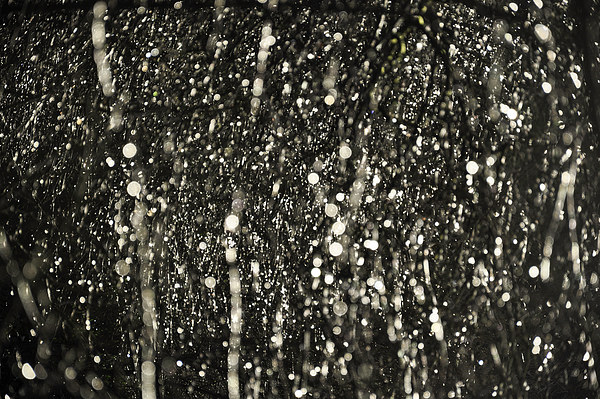  Sparkling raindrops on Hawthorn branches Picture Board by Andrew Kearton