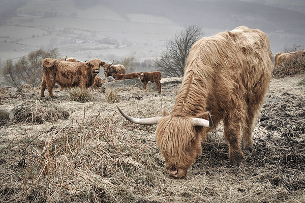  Highland cattle in the Peak District Picture Board by Andrew Kearton