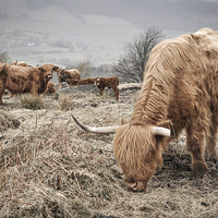 Buy canvas prints of  Highland cattle in the Peak District by Andrew Kearton