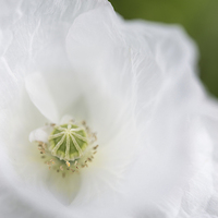 Buy canvas prints of  Soft white, papery petals by Andrew Kearton